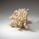 Genuine Cat's Paw Coral v.1