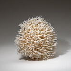 Genuine Birds Nest Coral v.5