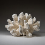 Genuine Cat's Paw Coral v.6