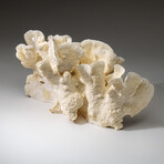 Genuine Lettuce Coral v.2