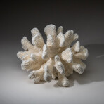 Genuine Cat's Paw Coral v.6