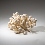 Genuine Cat's Paw Coral v.3