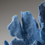 Genuine Blue Ridge Coral v.5