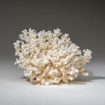 Genuine White Lace Coral v.3
