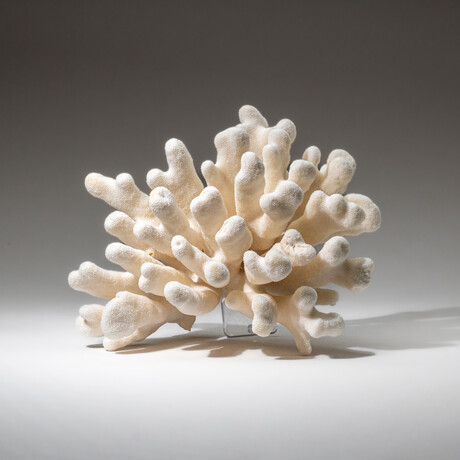 Genuine Cat's Paw Coral v.4