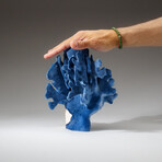 Genuine Blue Ridge Coral v.2