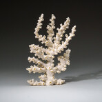 Genuine White Branch Coral v.2