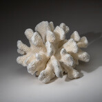 Genuine Cat's Paw Coral v.6