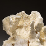 Genuine Lettuce Coral v.2