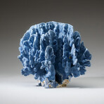 Genuine Blue Ridge Coral v.1