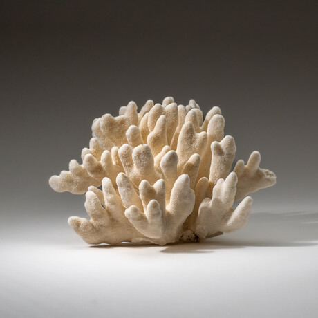 Genuine Cat's Paw Coral v.1