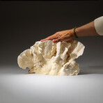 Genuine Lettuce Coral v.2