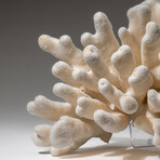 Genuine Cat's Paw Coral v.4