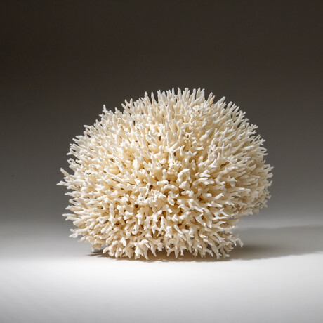 Genuine Birds Nest Coral v.3