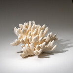 Genuine Cat's Paw Coral v.1