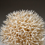 Genuine Birds Nest Coral v.5