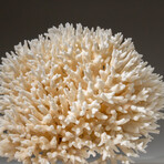 Genuine Birds Nest Coral v.4