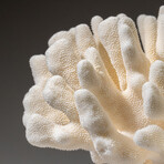 Genuine Cat's Paw Coral v.2