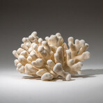 Genuine Cat's Paw Coral v.3