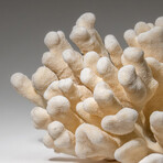 Genuine Cat's Paw Coral v.3