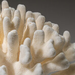 Genuine Cat's Paw Coral v.2