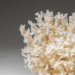 Genuine White Lace Coral v.3