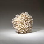 Genuine Birds Nest Coral v.1