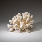 Genuine Cat's Paw Coral v.5