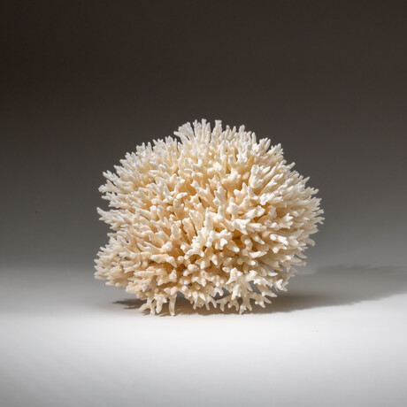 Genuine Birds Nest Coral v.4