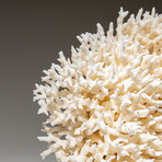 Genuine Birds Nest Coral v.1