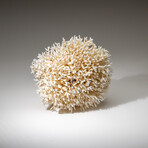 Genuine Birds Nest Coral v.1