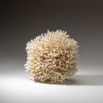 Genuine Birds Nest Coral v.1