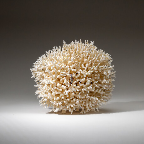 Genuine Birds Nest Coral v.1