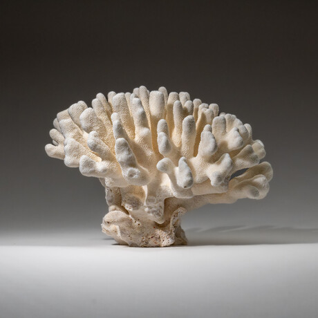 Genuine Cat's Paw Coral v.2