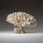 Genuine Cat's Paw Coral v.2