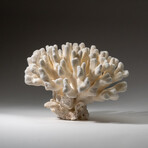 Genuine Cat's Paw Coral v.2