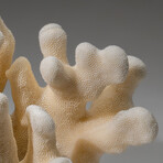 Genuine Cat's Paw Coral v.3