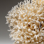 Genuine Birds Nest Coral v.1