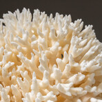 Genuine Birds Nest Coral v.4