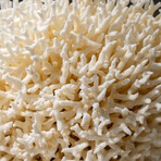 Genuine Birds Nest Coral v.2