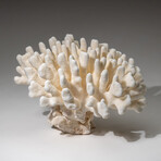 Genuine Cat's Paw Coral v.2