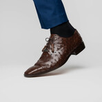 Criss // Oxford — Ostrich // Brown (8)