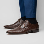 Criss // Oxford — Ostrich // Brown (8)