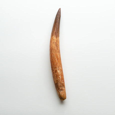 Genuine Natural Spinosaurus Dinosaur Tooth