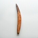 Genuine Natural Spinosaurus Dinosaur Tooth