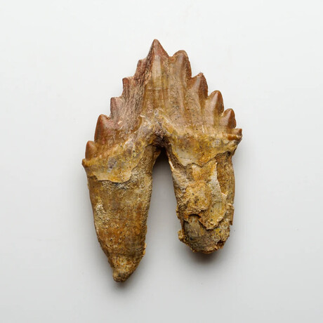 Genuine Natural Pre Historic Basilousaurus Whale Tooth // V.1