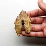 Genuine Natural Pre Historic Basilousaurus Whale Tooth // V.1