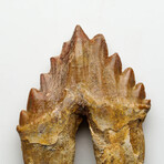 Genuine Natural Pre Historic Basilousaurus Whale Tooth // V.1