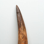 Genuine Natural Spinosaurus Dinosaur Tooth
