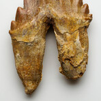 Genuine Natural Pre Historic Basilousaurus Whale Tooth // V.1